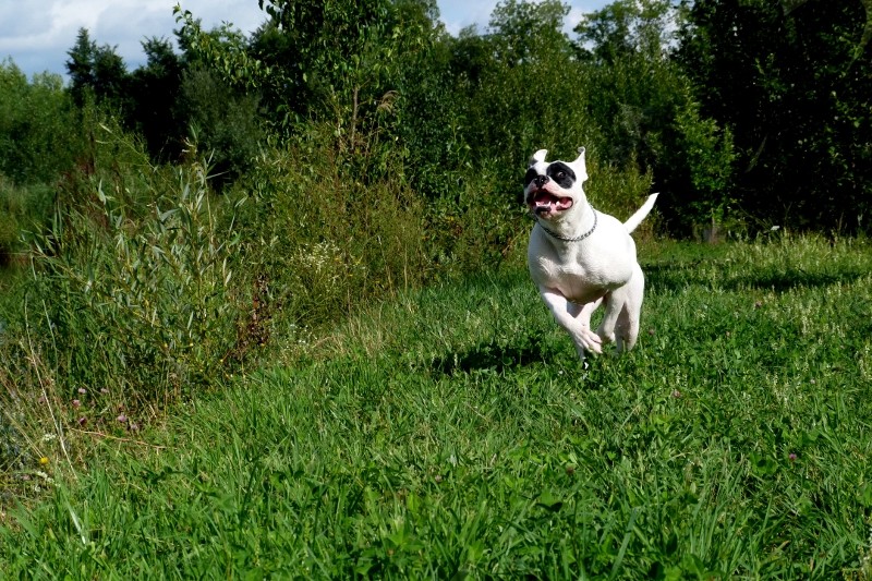 mes premiers clichés...avec mon chien... 2310