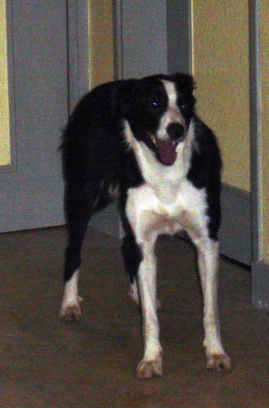 Trouvé chienne type border à Riom-es-montagnes dans le Cantal Dsc00012