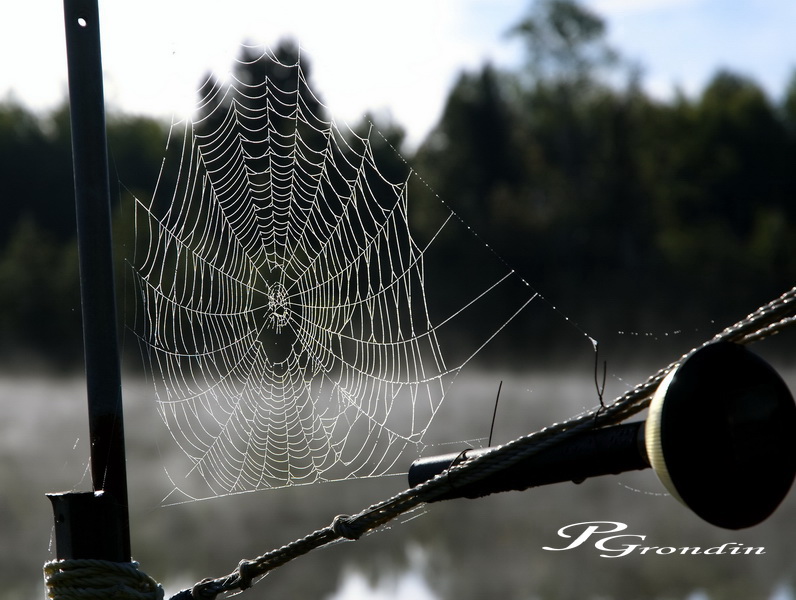 Toile de ce matin Dsc_0510