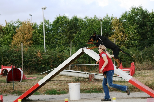 LASCAR, beauceron X dob, 44 Agilit50