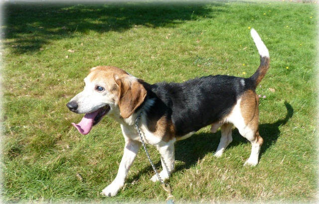 CRACK, beagle mâle, né en 2003, DADH (44) Crack410