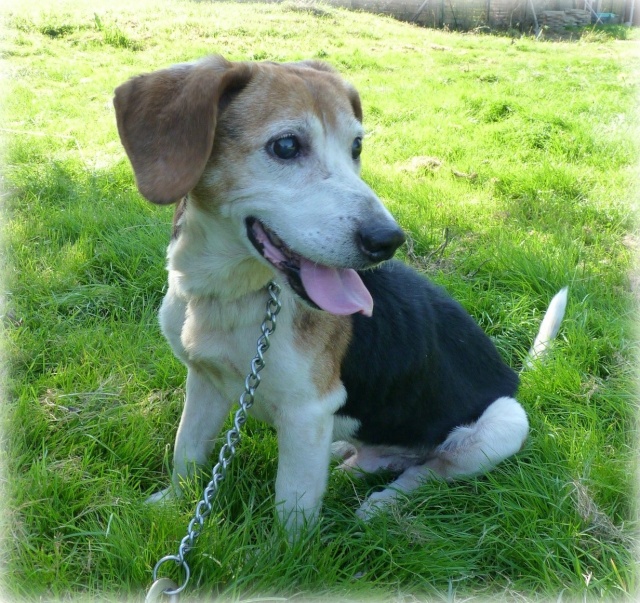 CRACK, beagle mâle, né en 2003, DADH (44) Crack611