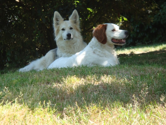 BOUNTY x berger husky (f) très douce et sociable REF (44)  ADOPTEE - Page 2 Dsc00812