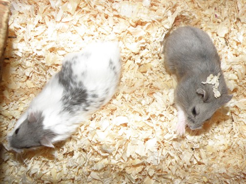 Une 15aine de hamsters, DADH (44) Hm210