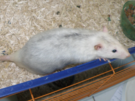 Une 30aine de rats, DADH (44) Rm210