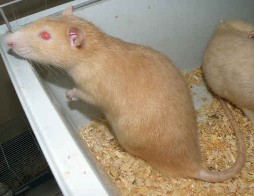 Une 30aine de rats, DADH (44) Rm910