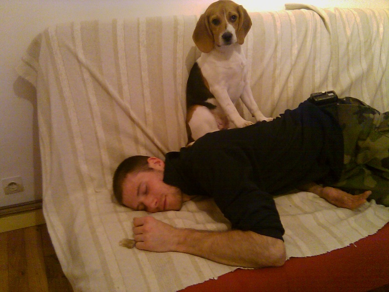 FIBBY, beagle femelle, 9 mois 1/2 (68) Fibby_15