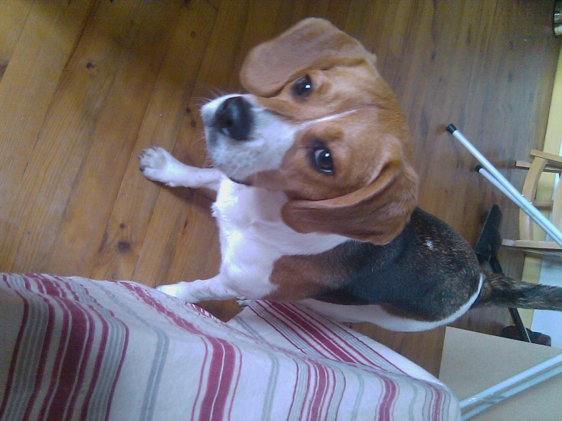 FIBBY, beagle femelle, 9 mois 1/2 (68) Fibby_18