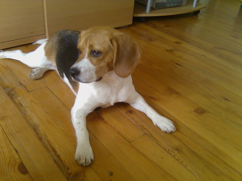 FIBBY, beagle femelle, 9 mois 1/2 (68) Fibby_21