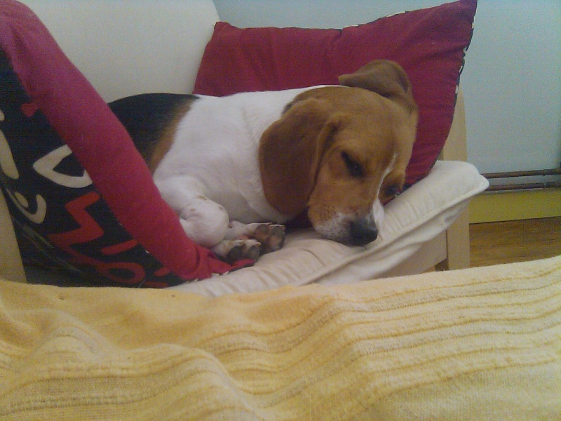 FIBBY, beagle femelle, 9 mois 1/2 (68) Fibby_22