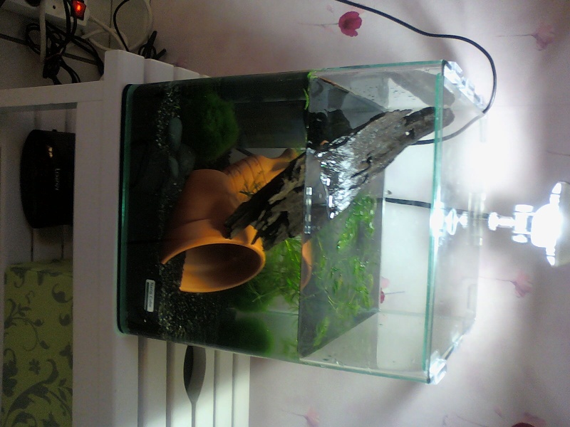aquarium pour 2 cynops orientalis Aqua110