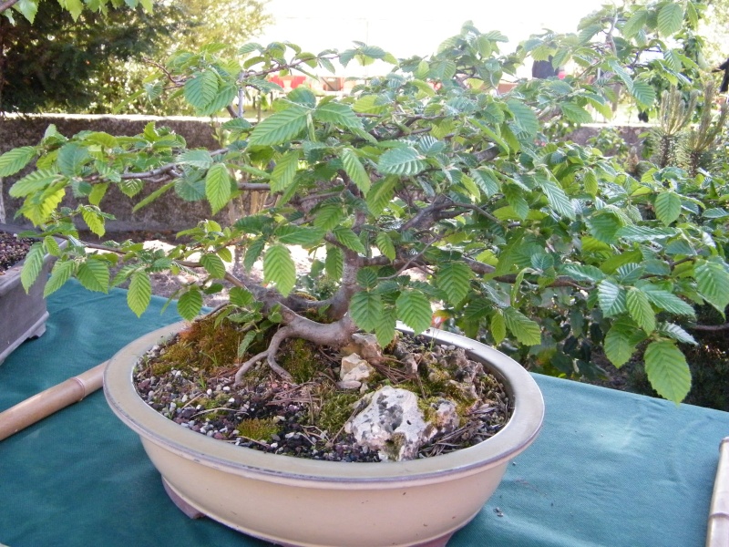 expo bonsai st paul des landes(15) Dscf0942