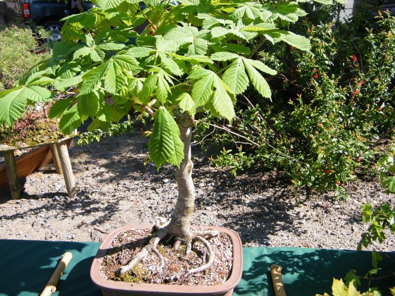 expo bonsai st paul des landes(15) Dscf0943