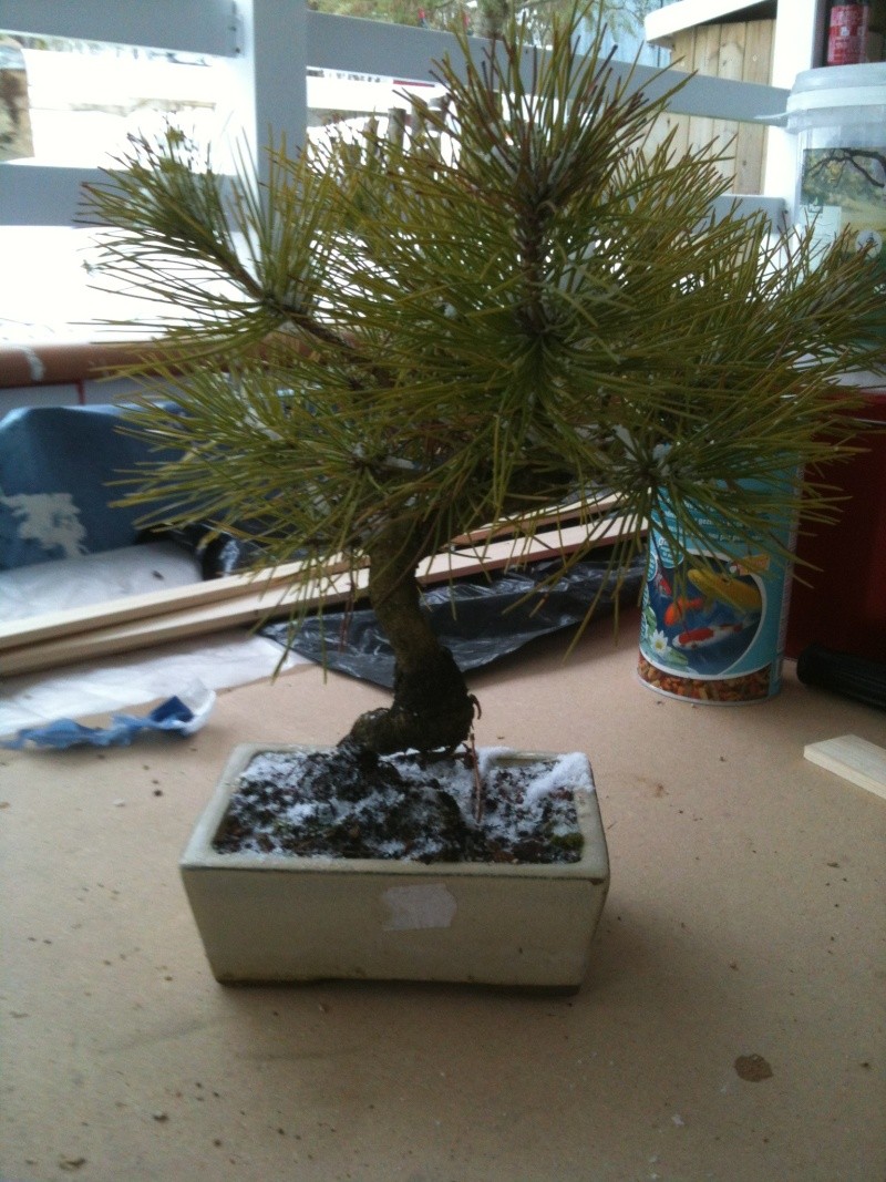 mon 1er bonsai Photo15