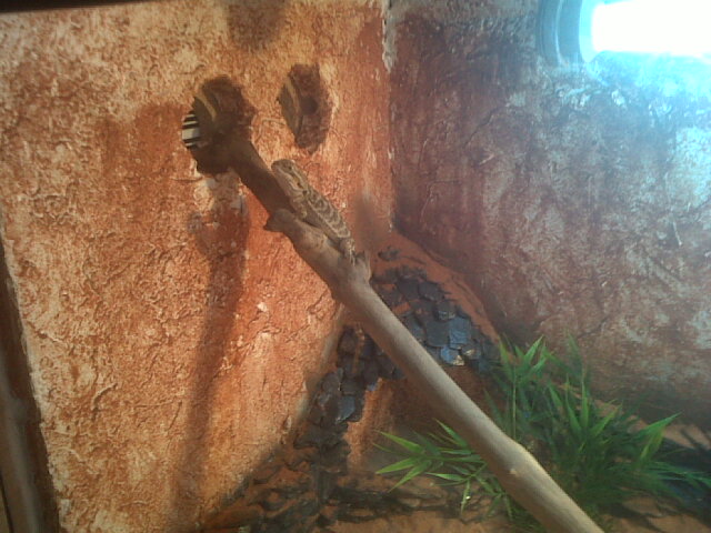 Zephir, mon pogona :) - Page 3 Img00031