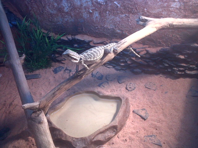 Zephir, mon pogona :) - Page 3 Img00032