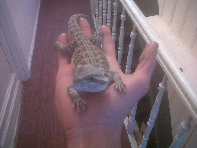 Zephir, mon pogona :) - Page 4 Img00115