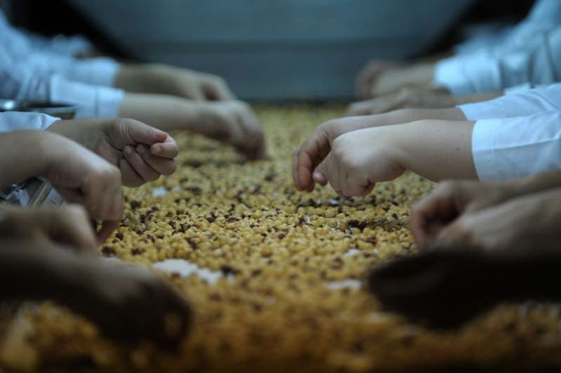 Honteux ! Des enfants sur la chaîne de production des chocolats Ferrero Rocher 16