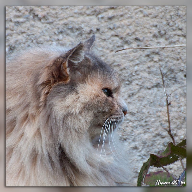 Chat qui pose - Couleur Chat1f10