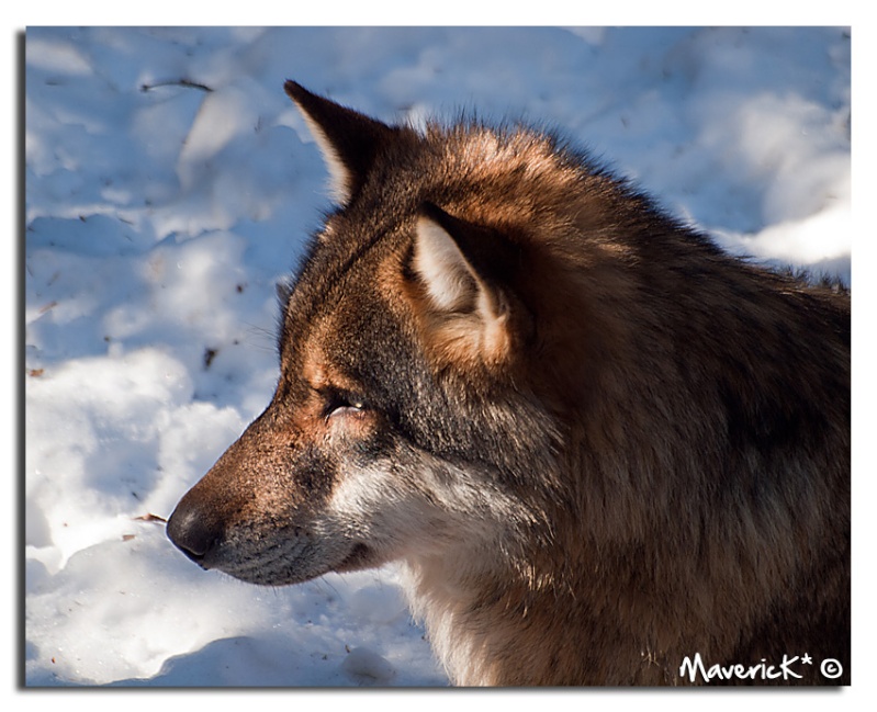 Parc ALPHA, les Loups à l'état sauvage Loup1310