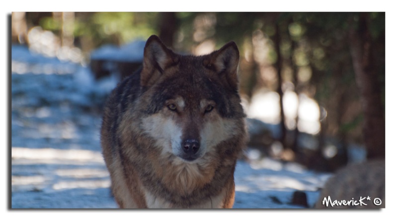 Parc ALPHA, les Loups à l'état sauvage Loup1510