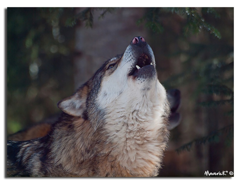 Parc ALPHA, les Loups à l'état sauvage Loup8810