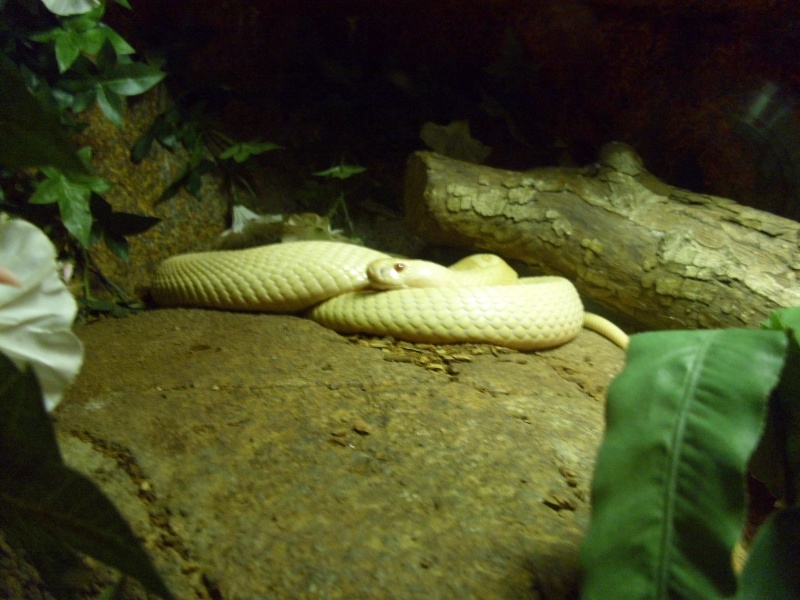 Quizz serpent (Trouvé par Steve) Cobra_11