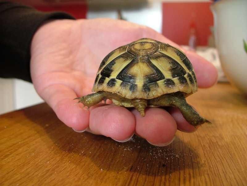 Petite tortue à identifier Tortue21