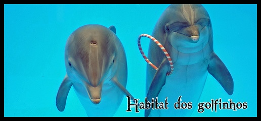 Habitat dos Golfinhos P3j6hv10