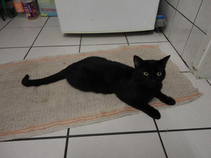 Trouvé jeune chat tout noir, juin 2011 1410
