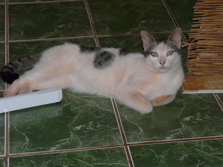 Trouvé chat tatoué  spa2199, blanc, taches grises/noires, juin 2011 1610
