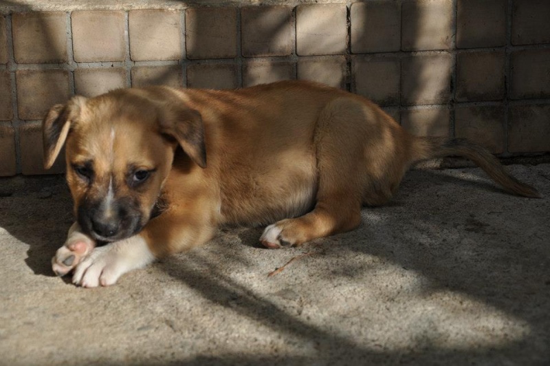 KIWI, chiot mâle de 2 mois, à l'adoption 60156910