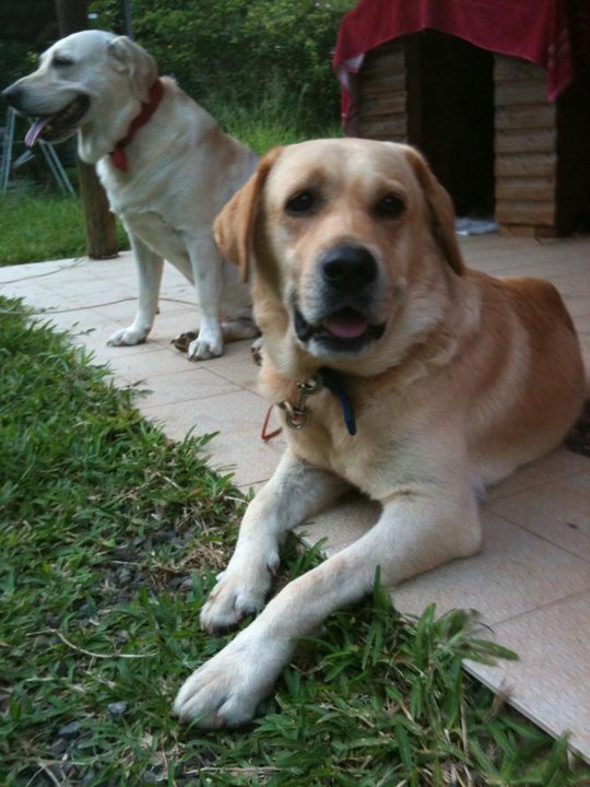 labrador - Trouvé labrador beige mâle, mars 2011 Lab210