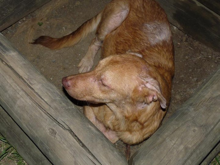 Trouvé chien marron, jullet 2011 Magent15