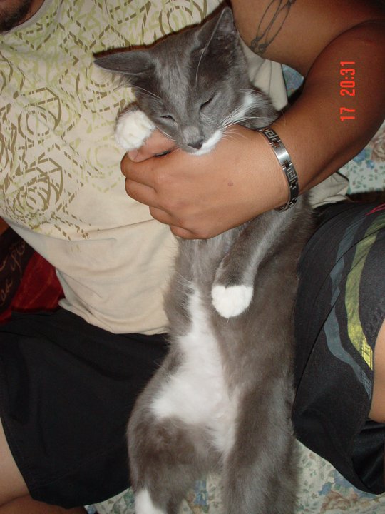 PERDU NEO, chat gris, bout des pattes blancs, juin 2010 Nao10