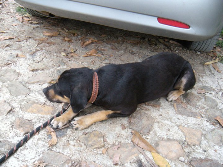 Trouvée chienne noire et feu, avril 2011 Olen110