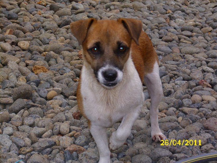Trouvée petite chienne marron et blanche, avril 2011 Savana12