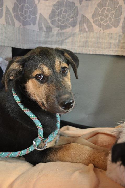 Tex, croisé berger  est à l'adoption Tex10