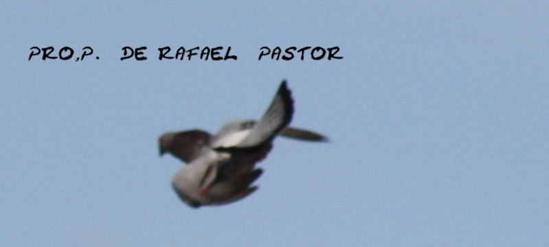 PALOMO DE RAFAEL PASTOR Img_5612