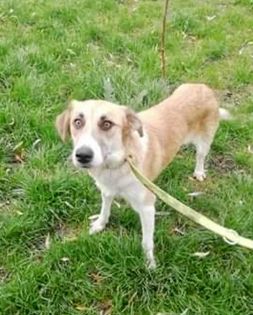 COOKIE (passeport : Ana Pigna)  (Anneliese C) -  adoptée par Oxana G. dans le 59 12075710