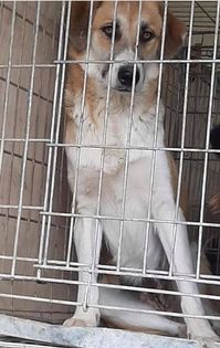 COOKIE (passeport : Ana Pigna)  (Anneliese C) -  adoptée par Oxana G. dans le 59 12075910