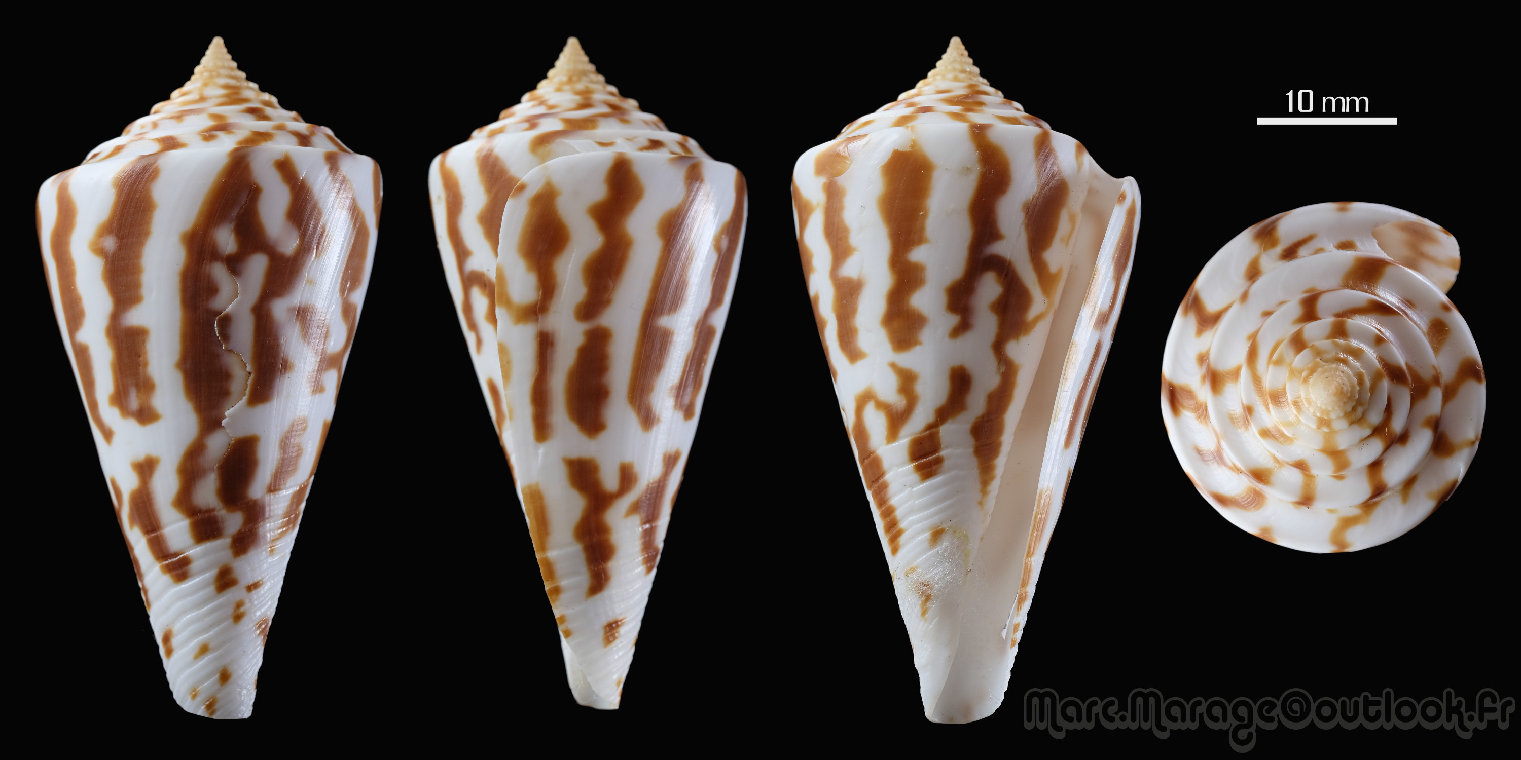 Conasprella (Kohniconus) emarginata (Reeve, 1844)  - Page 2 1424_c10