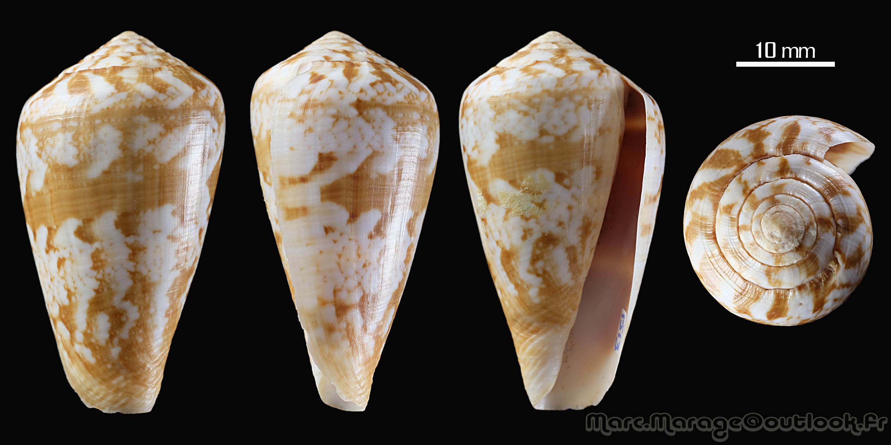 Conus (Lautoconus) aemulus  Reeve, 1844 1513_c10