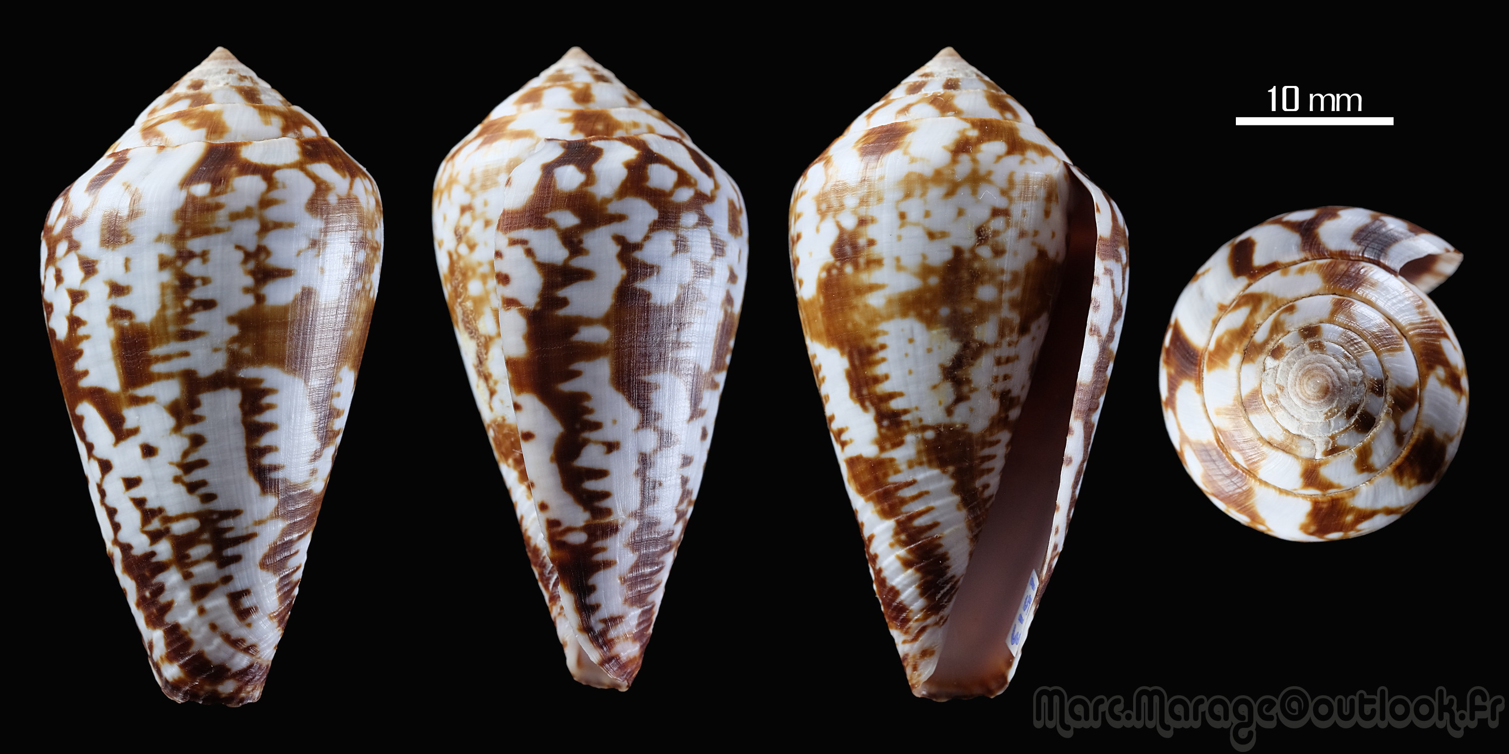 Conus (Lautoconus) aemulus  Reeve, 1844 1513_c11