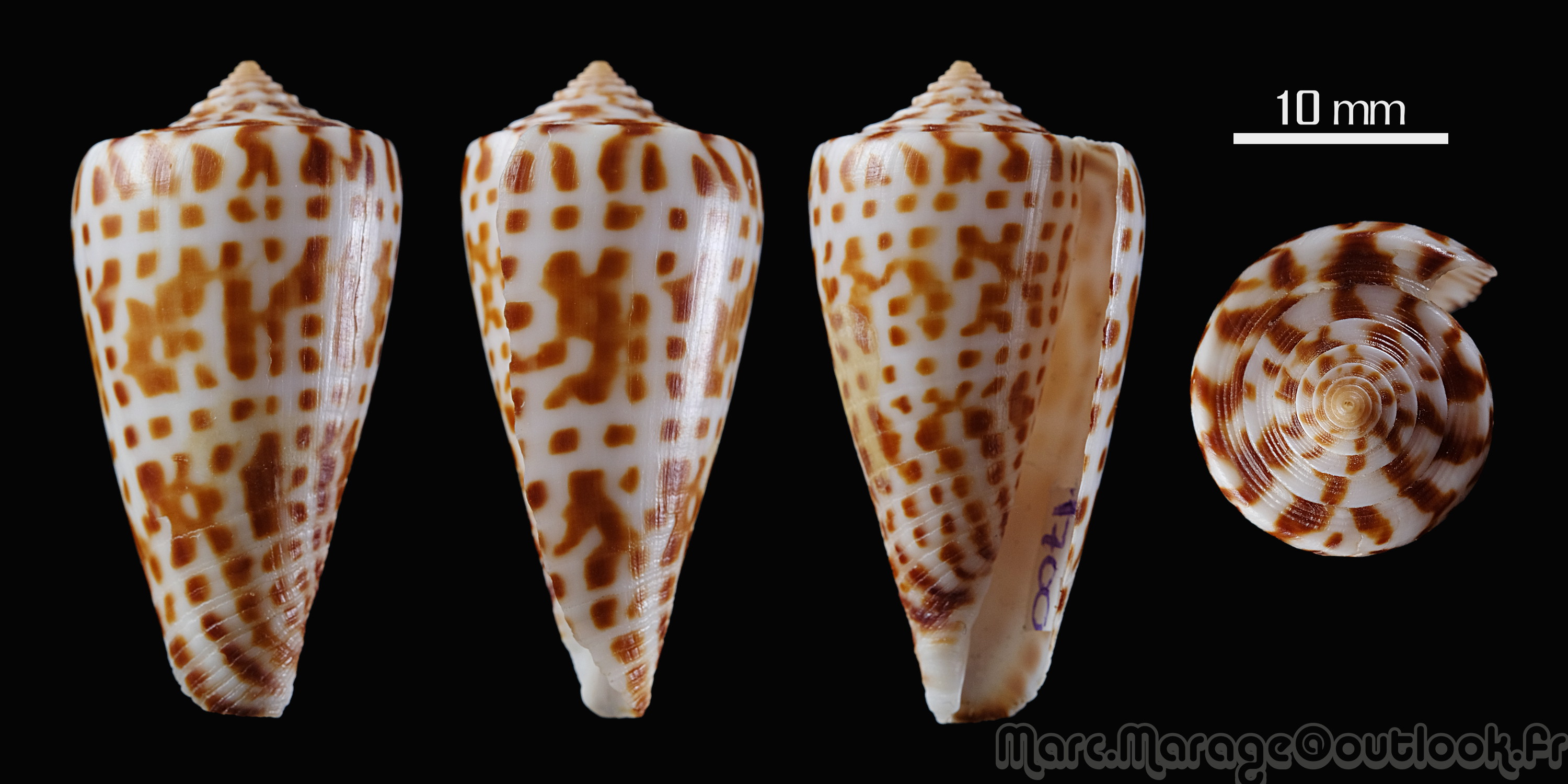 Conus (Phasmoconus) jickelii   Weinkauff, 1873 1700_c10