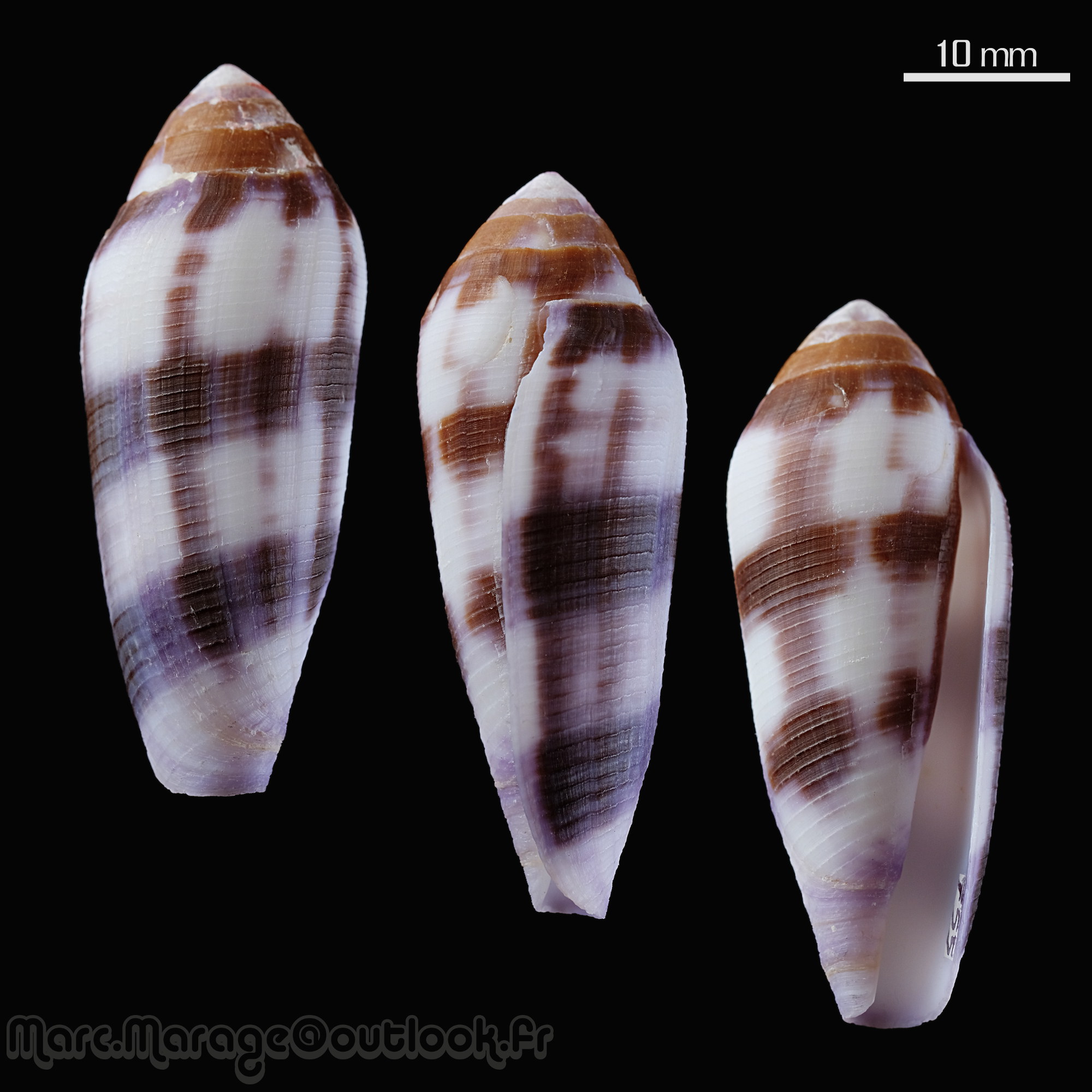 Conus (Virgiconus) violaceus    Gmelin, 1791 Conus_17