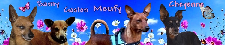 Adoption Glam femelle pinscher nain, 8 ans (77) ADOPTEE - Page 2 Kilou_32