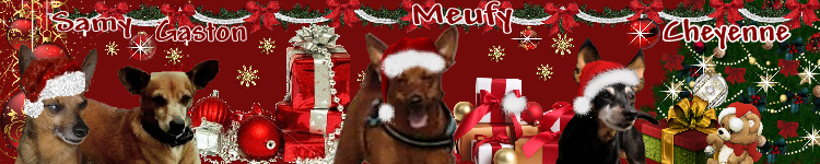 Adoption Glam femelle pinscher nain, 8 ans (77) ADOPTEE - Page 2 Kilou_33