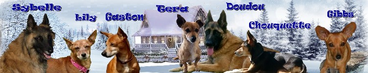 PERDUS- deux chiens ex-roumains en accueil en France Nathal21
