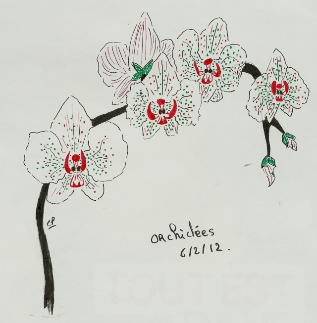 orchidée Orchi10